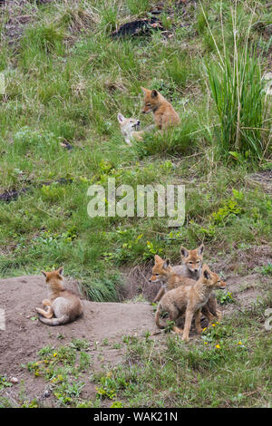 Coyote cuccioli di oziare e giocare vicino a den Foto Stock