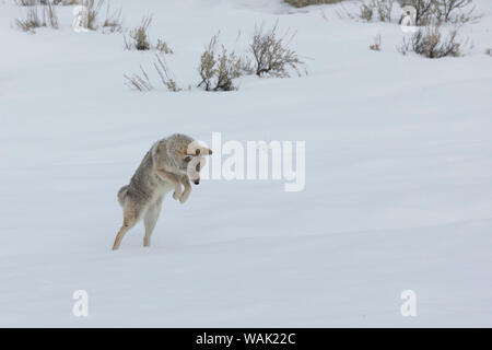 Coyote spolvero sulla preda nascosta sotto la neve Foto Stock