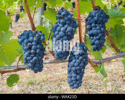 Stati Uniti d'America, Oregon, Gaston. Il Pinot nero uva sulla vite. Credito come: Wendy Kaveney Jaynes / Galleria / DanitaDelimont.com Foto Stock