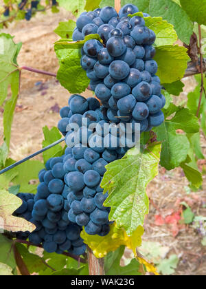 Stati Uniti d'America, Oregon, Gaston. Il Pinot nero uva sulla vite. Credito come: Wendy Kaveney Jaynes / Galleria / DanitaDelimont.com Foto Stock