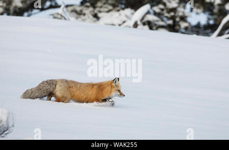La volpe rossa sul prowl Foto Stock