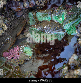 Stati Uniti d'America, Oregon, Otter Rock. Verde gigante di anemoni in pool di marea. Credito come: Wendy Kaveney Jaynes / Galleria / DanitaDelimont.com Foto Stock