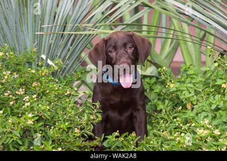 Il cioccolato labrador puppy in un ambiente da giardino (PR) Foto Stock