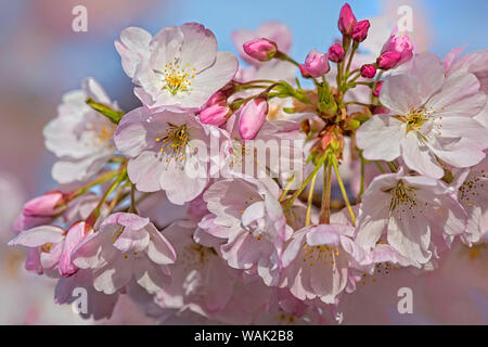 Stati Uniti d'America, Oregon, Coos Bay. Akebono Cherry Blossoms close-up. Credito come: Jean Carter Jaynes / Galleria / DanitaDelimont.com Foto Stock