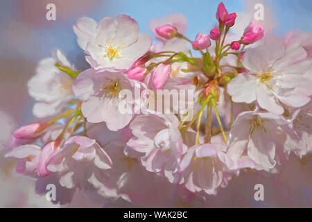 Stati Uniti d'America, Oregon, Coos Bay. Akebono Cherry Blossoms close-up. Credito come: Jean Carter Jaynes / Galleria / DanitaDelimont.com Foto Stock