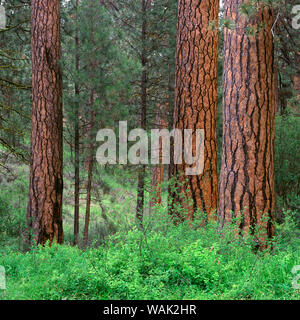 Stati Uniti d'America, Oregon, Deschutes National Forest. Boschetto di ponderosa pine in primavera, nei pressi del fiume Metolius. Foto Stock