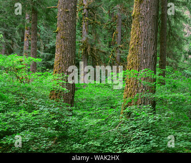 Stati Uniti d'America, Oregon, Willamette National Forest. Primavera nella vecchia foresta di abete di Douglas e western hemlock con vine maple nel sottobosco Foto Stock