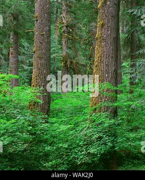 Stati Uniti d'America, Oregon, Willamette National Forest. Primavera nella vecchia foresta di abete di Douglas e western hemlock con vine maple nel sottobosco Foto Stock