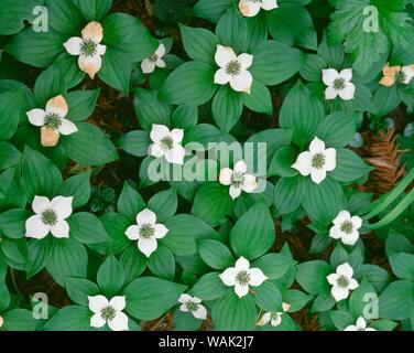 Stati Uniti d'America, Oregon, Willamette National Forest. Bunchberry (Cornus canadensis) in fiore nei pressi del fiume ruggenti. Foto Stock