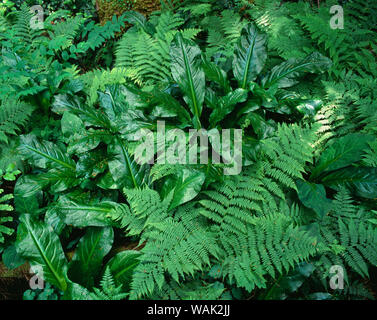 Stati Uniti d'America, Oregon, Mount Hood National Forest. Skunk cavolo e bracken fern crescere nella zona umida vicino alla parte superiore del Fiume Clackamas. Foto Stock