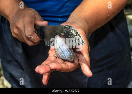 Kosrae, Micronesia (FSM). Cutting a fresh raw clam open with a knife before eating it. (Editorial Use Only) Foto Stock