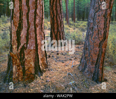 Stati Uniti d'America, Oregon, Deschutes National Forest. Tronchi di coppia ponderosa pine in autunno, Metolius Valley. Foto Stock