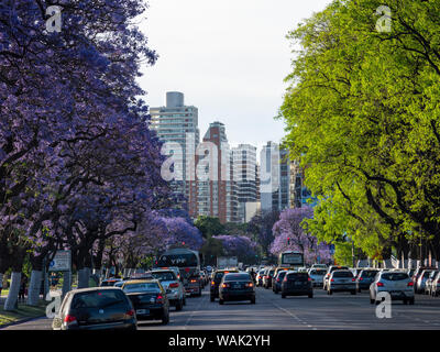 Alberi di Jacaranda su Avenida Presidente Figueroa Alcorta nella Recoleta. Buenos Aires, Argentina. Foto Stock