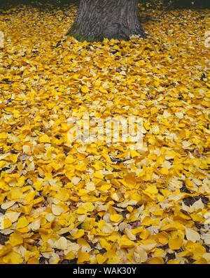 Stati Uniti d'America, Oregon, Mount Hood National Forest. Caduta di foglie colorato di nero pioppi neri americani (Populus trichocarpa) massa coperchio e circondano il tronco. Foto Stock