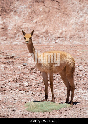 Vicuna (Vicugna vicugna) nel Altiplano di Argentina vicino a Tolar Grande. Foto Stock