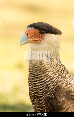 Pantanal, Mato Grosso, Brasile. Crestato meridionale caracara ritratto. Foto Stock