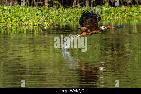 Pantanal, Mato Grosso, Brasile. Black Hawk a collare in volo diving giù per catturare un pesce nella sua talons ". Foto Stock