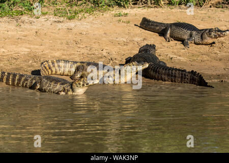 Pantanal, Mato Grosso, Brasile. Quattro caimano yacare ensoleillement stessi lungo il fiume Cuiaba. Foto Stock