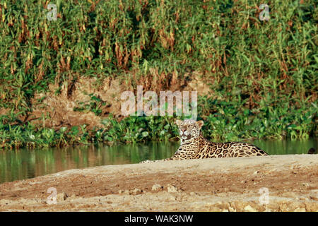 Pantanal, Mato Grosso, Brasile. Jaguar in appoggio su un sandbar lungo il fiume Cuiaba. Foto Stock