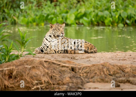 Pantanal, Mato Grosso, Brasile. Jaguar in appoggio su un sandbar lungo il fiume Cuiaba. Acqua comune giacinti creare denso fogliame verde lungo il sandbar. Foto Stock