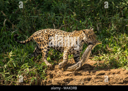 Jaguar femmina che porta un giovane caimano yacare che Pantanal, Mato Grosso, Brasile. Lei ha appena pescati, sul suo modo di condividere con i suoi due adolescente giaguari, lungo il fiume Cuiaba. Foto Stock
