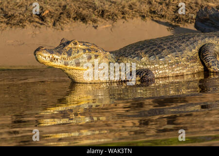 Pantanal, Mato Grosso, Brasile. Caimano Yacare ensoleillement stessa lungo le rive del fiume Cuiaba. Foto Stock