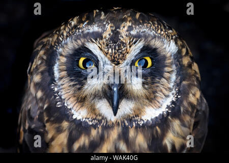 Ecuador Isole Galapagos, Genovesa Island. Corto-eared owl ritratto. Foto Stock