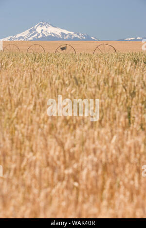 Wheatfield vicino al tempo del raccolto in estate, Mt. Jefferson in background, vicino a Redmond, Eastern Oregon, Stati Uniti d'America Foto Stock
