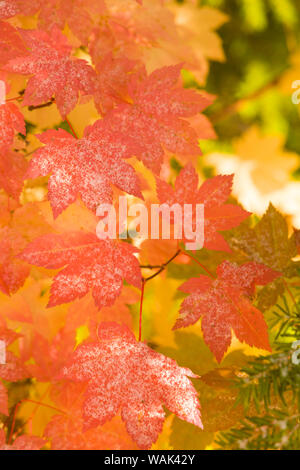 Coperti di neve della vigna foglie di acero, Lolo Pass, Mt. Il cofano Wilderness Area, Oregon, Stati Uniti d'America Foto Stock