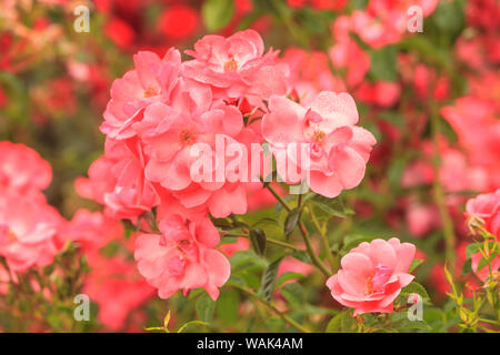 Portland Rose Garden di Portland, Oregon, Stati Uniti d'America Foto Stock