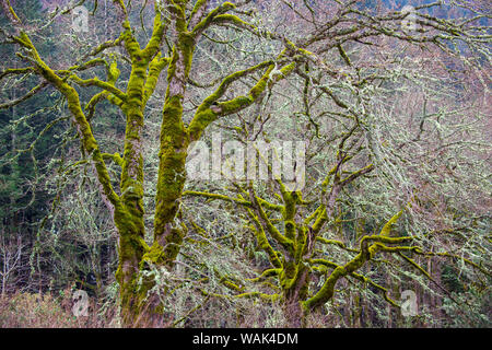 Stati Uniti d'America, Oregon, Columbia River Gorge National Scenic Area. Coperte di muschio Bigleaf alberi di acero. Foto Stock