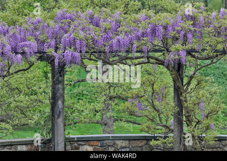 Il Glicine in piena fioritura sul trellis, Chanticleer Garden, Wayne, Pennsylvania. Foto Stock