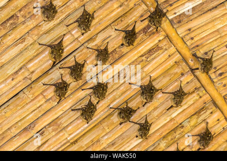 Costa Rica, Sarapiqui River Valley. A becco lungo i pipistrelli sono ' appollaiati sul soffitto di bambù. Credito come: Cathy e Gordon Illg Jaynes / Galleria / DanitaDelimont.com Foto Stock