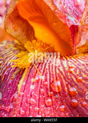 Close-up di dewdrops su una rosa iris. Foto Stock