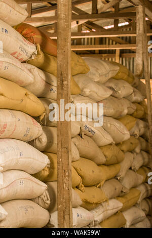 Alajuela Vulcano Poas area di Costa Rica. Sacchi di caffè torrefatto in grani in un magazzino. Foto Stock