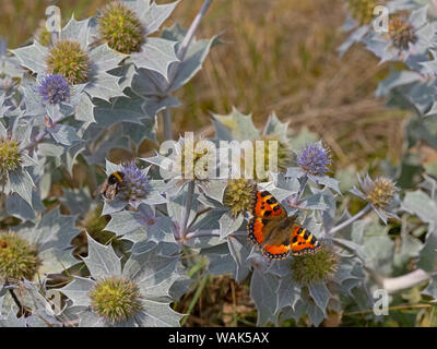 Mare holly Eryngium maritimum e piccola tartaruga butterfly Dune Thornham Norfolk Agosto Foto Stock