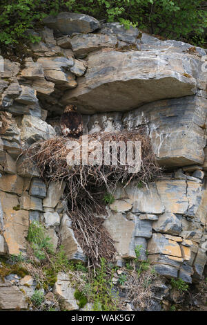 Golden Eagle Nest Foto Stock