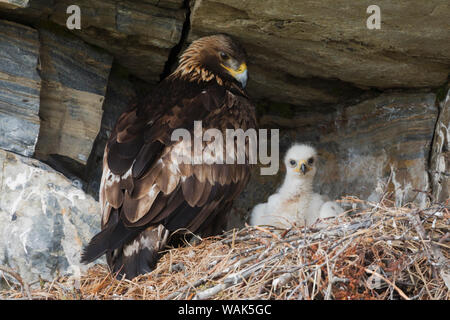 Golden Eagle con tre settimane vecchio pulcino Foto Stock