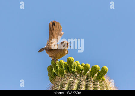 Stati Uniti d'America, Arizona, deserto Giardino Botanico. La curva-fatturati thrasher su cholla cactus boccioli. Credito come: Cathy e Gordon Illg Jaynes / Galleria / DanitaDelimont.com Foto Stock