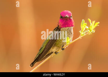 Stati Uniti d'America, Arizona, Arizona-Sonora Desert Museum. Maschio di Anna hummingbird visualizzazione. Credito come: Cathy e Gordon Illg Jaynes / Galleria / DanitaDelimont.com Foto Stock