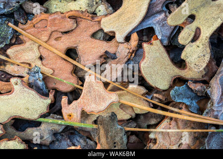 Stati Uniti d'America, nello Stato di Washington, Kamiak Butte County Park. Fiocchi di Ponderosa Pine corteccia e ago di pino. Credito come: Don Paulson Jaynes / Galleria / DanitaDelimont.com Foto Stock