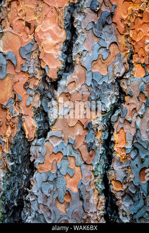 Stati Uniti d'America, nello Stato di Washington, Kamiak Butte County Park. Ponderosa Pine Tree dettaglio della corteccia. Credito come: Don Paulson Jaynes / Galleria / DanitaDelimont.com Foto Stock