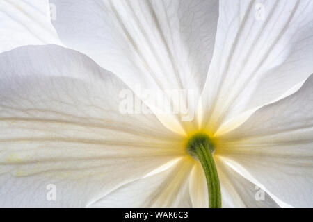 Stati Uniti d'America, nello Stato di Washington, Seabeck. La clematide blossom close-up. Credito come: Don Paulson Jaynes / Galleria / DanitaDelimont.com Foto Stock