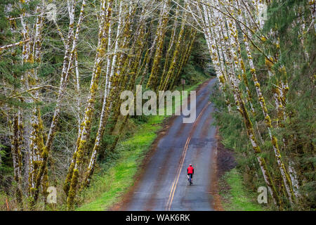 Il ciclismo su strada sul Hoh Road in Olympic National Forest, nello Stato di Washington, USA (MR) Foto Stock