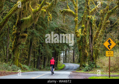 Il ciclismo su strada sul Hoh Road in Olympic National Forest, nello Stato di Washington, USA (MR) Foto Stock