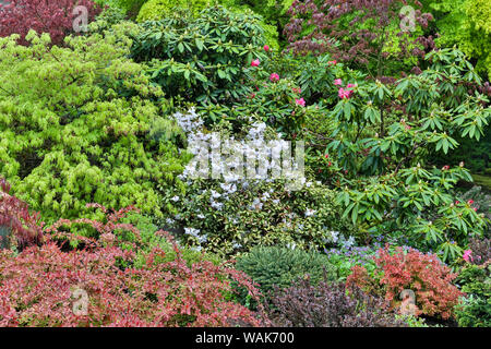 Colore delle molle con i cervi la prova di arbusti e alberi, Sammamish, nello Stato di Washington. Foto Stock