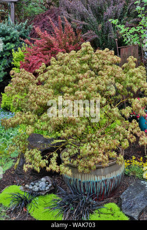 Colore delle molle con i cervi la prova di arbusti e alberi, Sammamish, nello Stato di Washington. Foto Stock