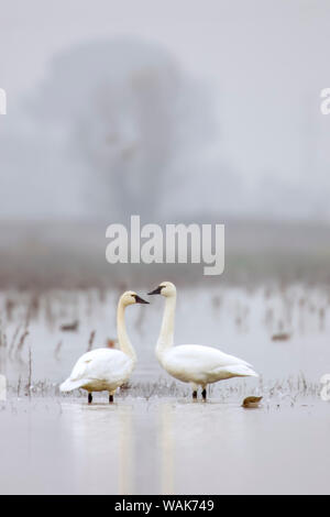 Fiume Cosumnes preservare, California, Stati Uniti d'America. Due cigni tundra nella nebbia. Foto Stock