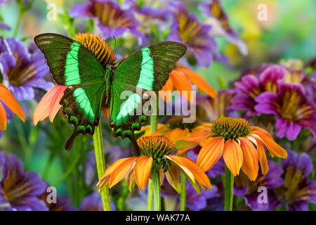 Verde a coda di rondine, butterfly Papilio palinurus daedelus su orange coneflowers e dipinto di lingua Foto Stock