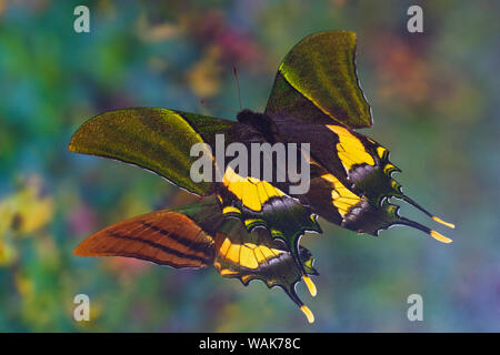 Rare farfalle a coda di rondine, Teinopalpus imperialis, riflessione Foto Stock